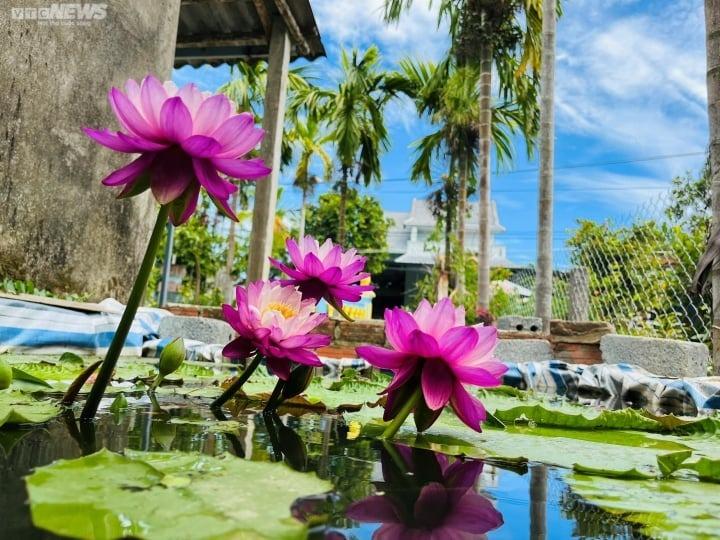 Ý nghĩa phong thủy của hoa súng-1