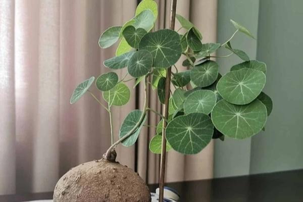 Thứ Ba 19/12/2023: 3 con giáp Tương Hại, làm gì cũng thất bại, tài lộc không thông-4