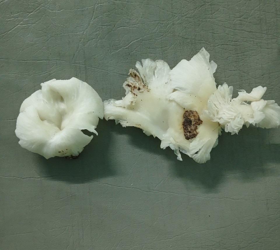 Ba người lên cơn co giật sau khi ăn nấm lạ-1