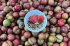 Loại quả rừng trái mùa giá gần nửa triệu đồng/kg vẫn được chị em lùng mua từng quả