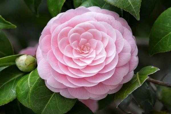 Sau ngày 19/12/2023, 3 con giáp đường làm giàu rộng mở, tiền bạc như nước, sớm mua nhà mua xe-3