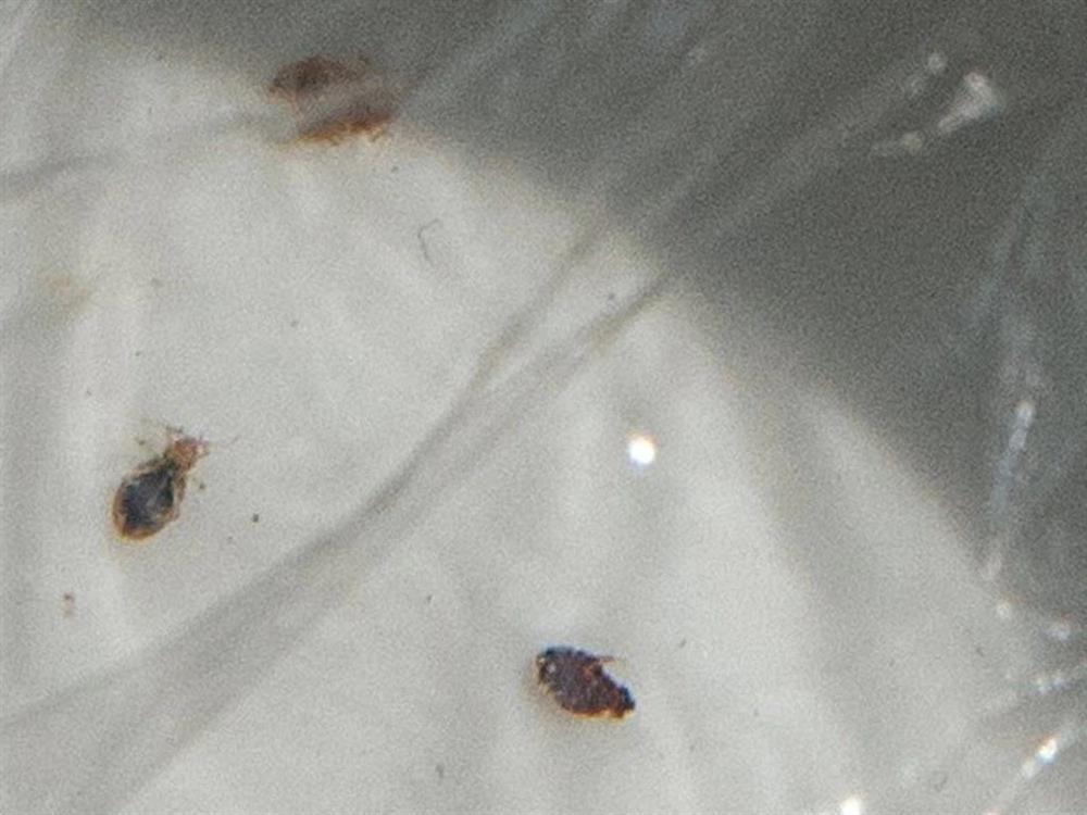 Phát hiện thứ kinh khủng trên giường khách sạn,du khách vội vã bỏ chạy-2