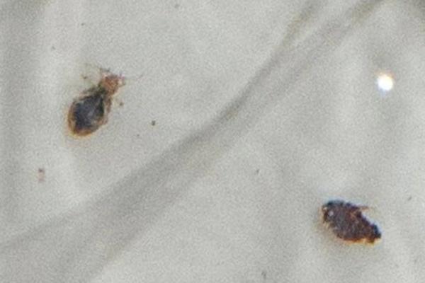 Du khách suýt mất gần 23 triệu do dùng máy sấy tóc ở khách sạn-2