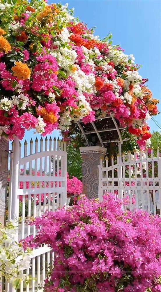 Cổng nhà rực rỡ sắc màu khiến người đi qua mê mẩn, học chủ nhà bí kíp cho hoa nở đúng Tết-2