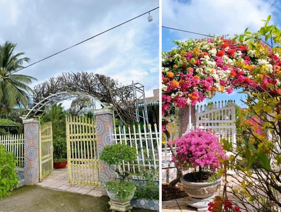 Cổng nhà rực rỡ sắc màu khiến người đi qua mê mẩn, học chủ nhà bí kíp cho hoa nở đúng Tết-3