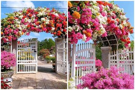 Cổng nhà rực rỡ sắc màu khiến người đi qua mê mẩn, học chủ nhà bí kíp cho hoa nở đúng Tết