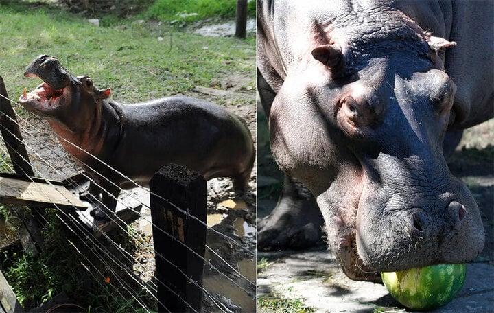 Nhân viên vườn thú bị hà mã tấn công đến chết-1