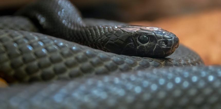 Vì sao Australia sở hữu nhiều động vật có nọc độc?-1