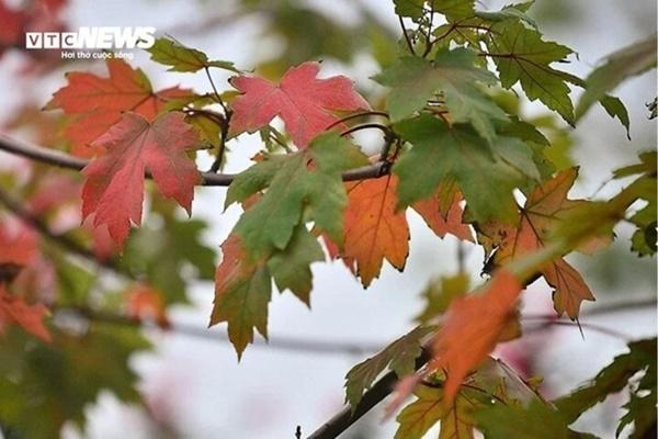 Xương rồng có phải là cây cấm kỵ trồng trong nhà?-2