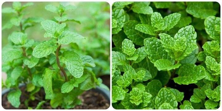 Điều gì sẽ xảy ra nếu bạn thường xuyên ăn rau húng lủi?-1