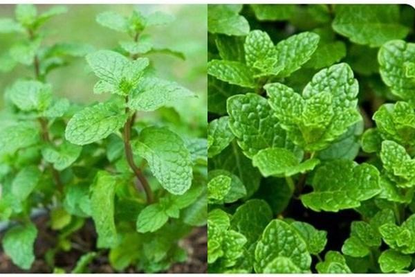 Rau càng cua có tác dụng gì?-2