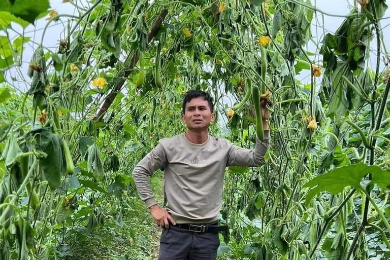 Người đàn ông mếu máo nhìn 12.000 gốc bí bị kẻ gian phá hoại ở Nghệ An-2