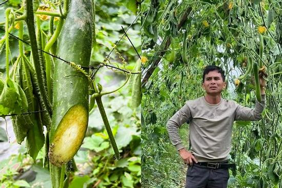 Người đàn ông mếu máo nhìn 12.000 gốc bí bị kẻ gian phá hoại ở Nghệ An