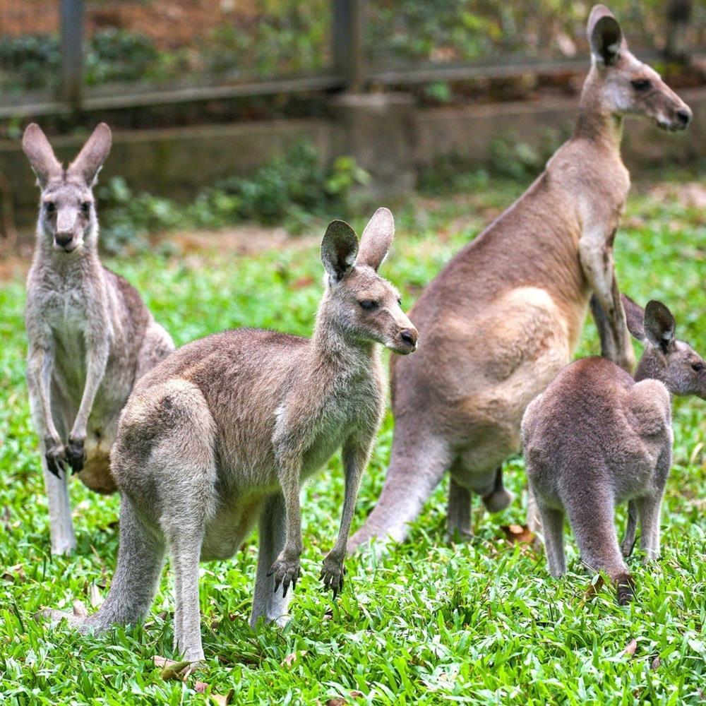 Hai con chuột túi ở Cao Bằng đã chết vì bệnh-1