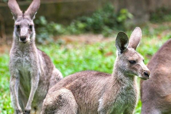 Chủ nhà tá hỏa phát hiện trăn cỡ lớn xuất hiện trong nhà bếp vào sáng sớm-2