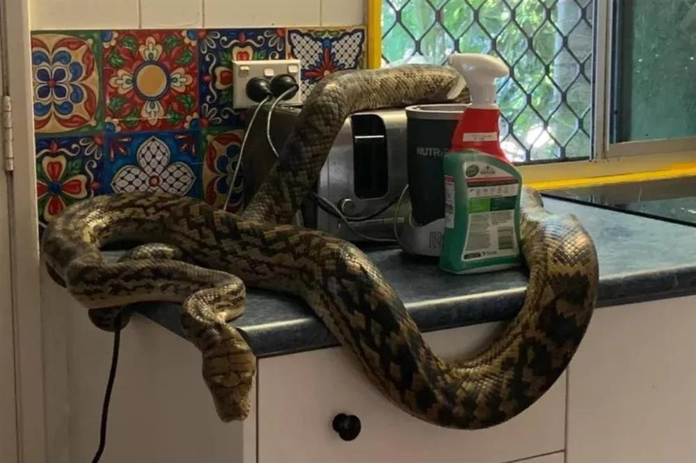 Chủ nhà tá hỏa phát hiện trăn cỡ lớn xuất hiện trong nhà bếp vào sáng sớm-1