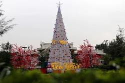 Độc đáo cây thông Noel làm từ 100.000 vỏ sò ở Hà Tĩnh