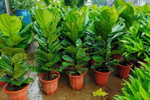 Dùng bưởi thắp hương nên chọn giống bưởi gì để thu hút tài lộc, được phù hộ giàu sang?-6