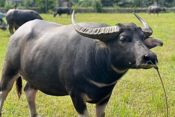 Nổ súng bắn hạ trâu điên húc 3 người thương vong-2