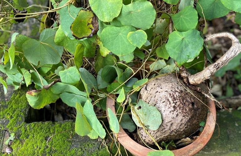 Loại củ mọc hoang ở núi đá, chữa nhiều bệnh nhưng dễ gây ngộ độc-1