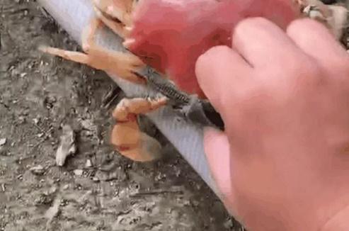 Con cua có màu cam độc lạ như đã bị luộc chín ở Cà Mau-1