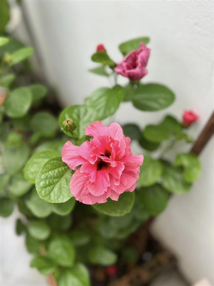 Ngắm nhìn không gian sân nhà đẹp như mơ, ngập tràn sắc xuân của vợ chồng Mạc Hồng Quân-4