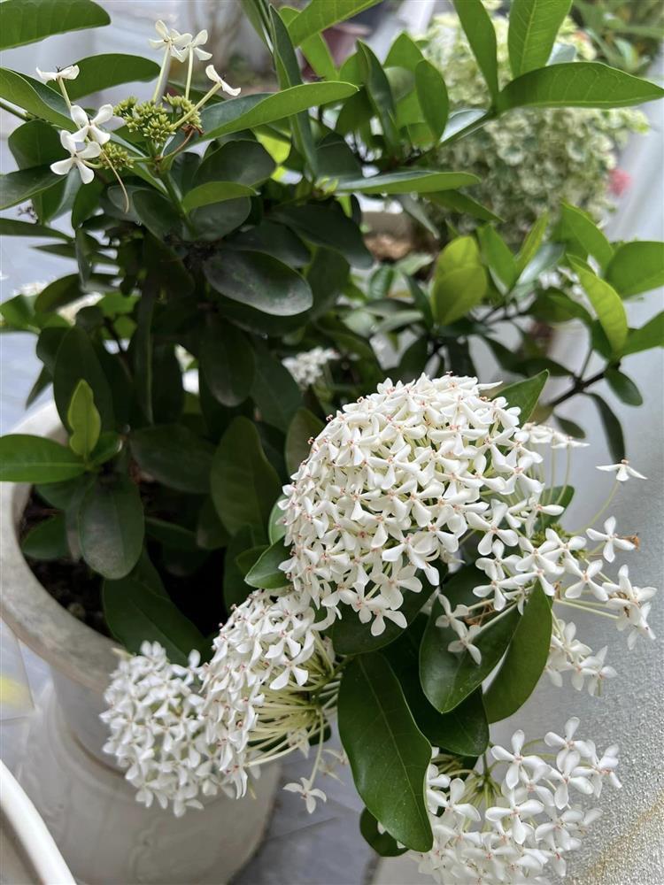 Ngắm nhìn không gian sân nhà đẹp như mơ, ngập tràn sắc xuân của vợ chồng Mạc Hồng Quân-5