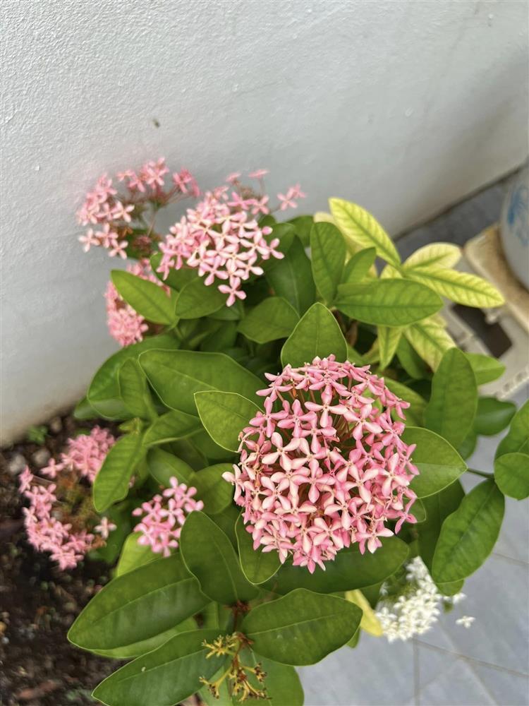 Ngắm nhìn không gian sân nhà đẹp như mơ, ngập tràn sắc xuân của vợ chồng Mạc Hồng Quân-6