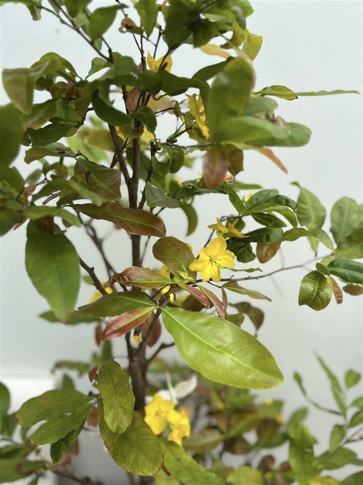 Ngắm nhìn không gian sân nhà đẹp như mơ, ngập tràn sắc xuân của vợ chồng Mạc Hồng Quân-8