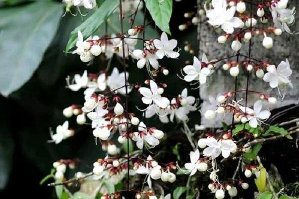 Có nên trồng hoa đăng tiêu trước nhà?-2