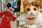 'Trend' phẫu thuật tai Mickey cho chó mèo giá 1 tỷ đồng bị chỉ trích là tàn nhẫn