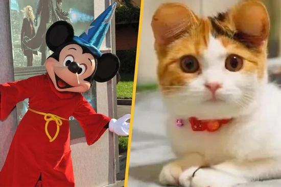 'Trend' phẫu thuật tai Mickey cho chó mèo giá 1 tỷ đồng bị chỉ trích là tàn nhẫn