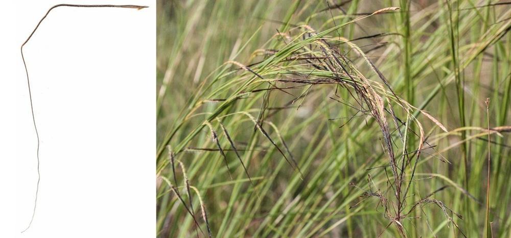 Pili - Loại cỏ đặc biệt biết chuyển động khi bị ướt-1