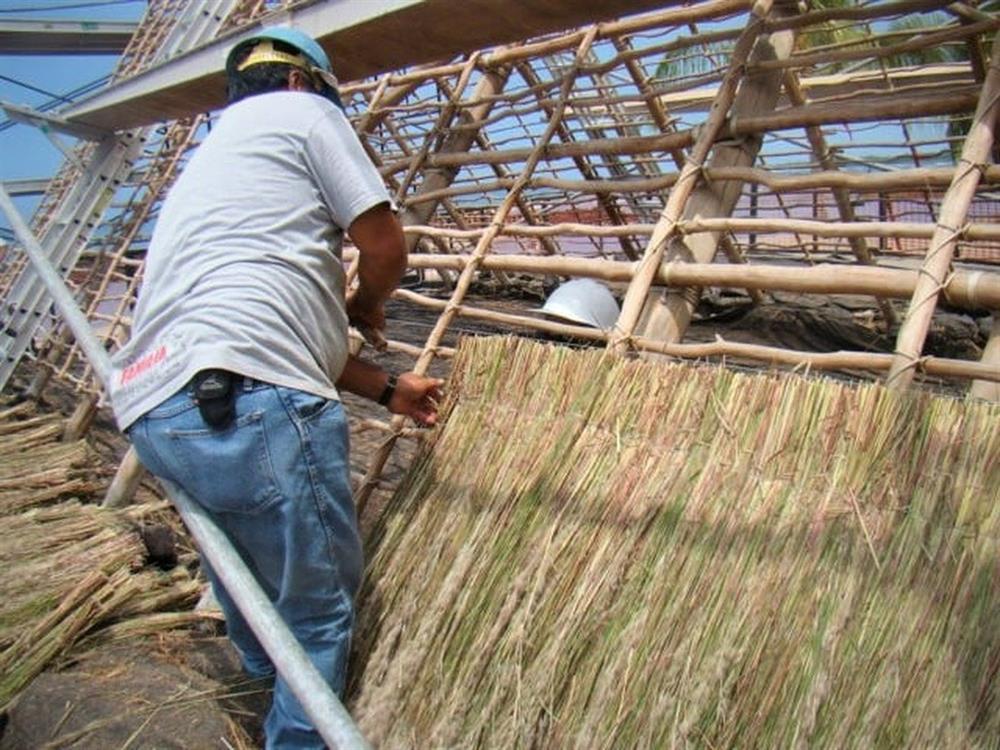 Pili - Loại cỏ đặc biệt biết chuyển động khi bị ướt-2