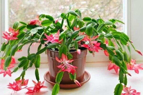 Có nên trồng cây phật thủ trước nhà?-2