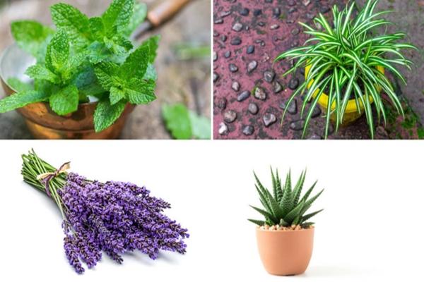 Những loại cây giúp khử mùi hôi trong nhà-1