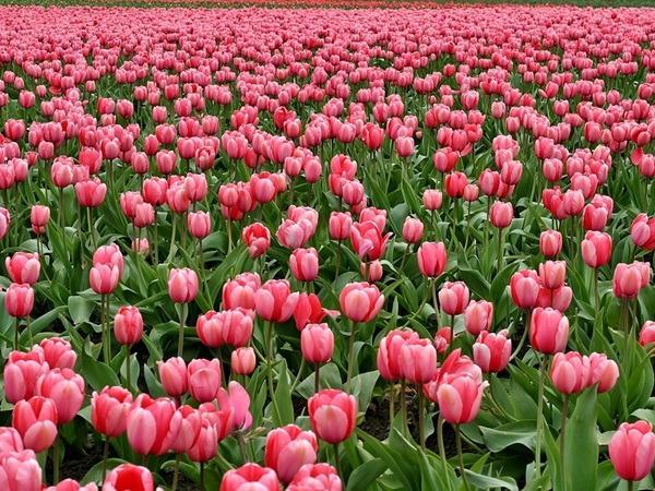 Đúng ngày mai, thứ Hai 1/1/2024, 3 con giáp chính thức hết khổ, mua nhà sắm xe là chuyện nhỏ-1