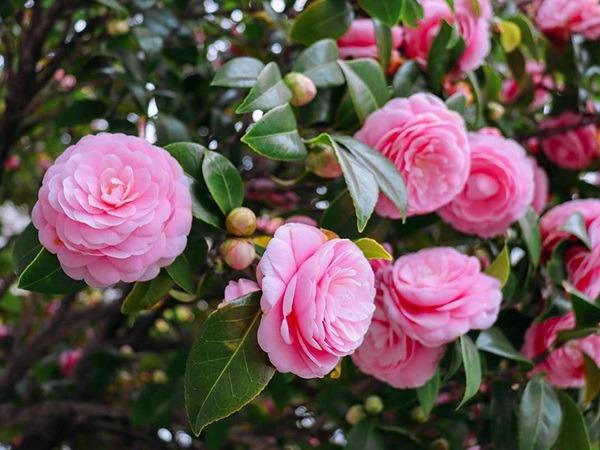 Đúng ngày mai, thứ Hai 1/1/2024, 3 con giáp chính thức hết khổ, mua nhà sắm xe là chuyện nhỏ-3