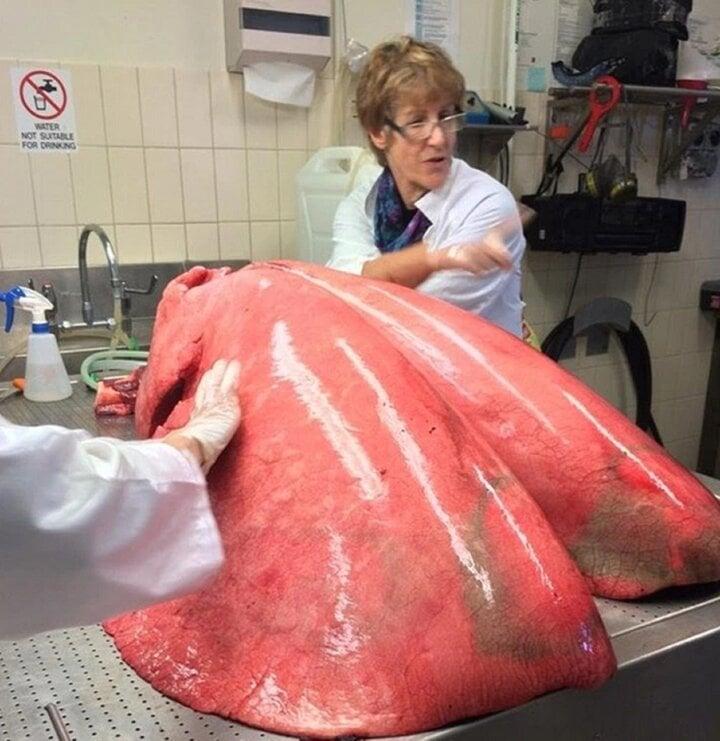 Những bức ảnh kỳ lạ có thể khiến bạn nghi ngờ thị giác của mình-2