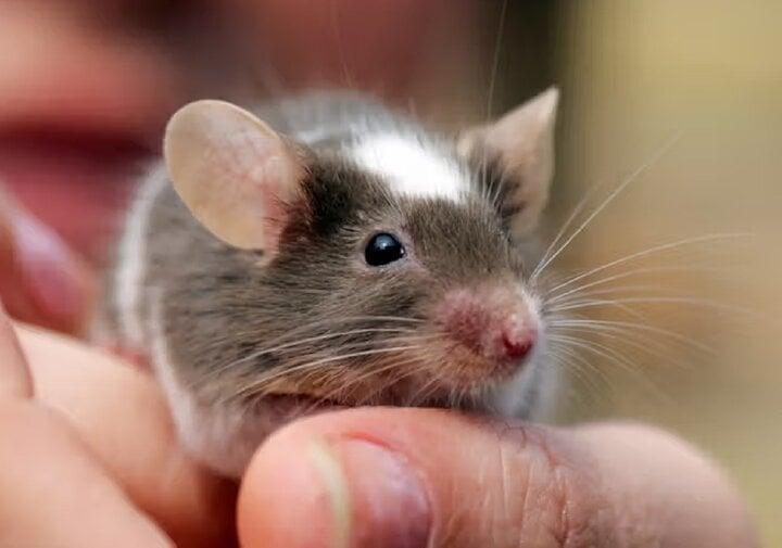 Nữ sinh cắn chảy máu con chuột dám trêu mình khiến bác sĩ kinh hãi-1