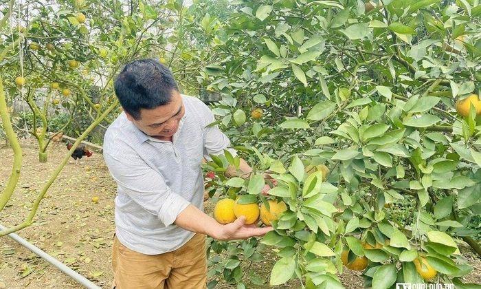 Đặc sản tiến vua rụng hàng loạt, nông dân thất thu khi Tết cận kề-1