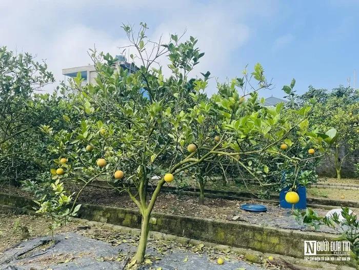 Đặc sản tiến vua rụng hàng loạt, nông dân thất thu khi Tết cận kề-2