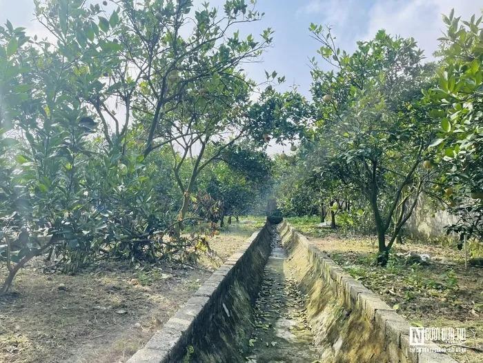 Đặc sản tiến vua rụng hàng loạt, nông dân thất thu khi Tết cận kề-3