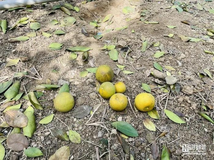 Đặc sản tiến vua rụng hàng loạt, nông dân thất thu khi Tết cận kề-5