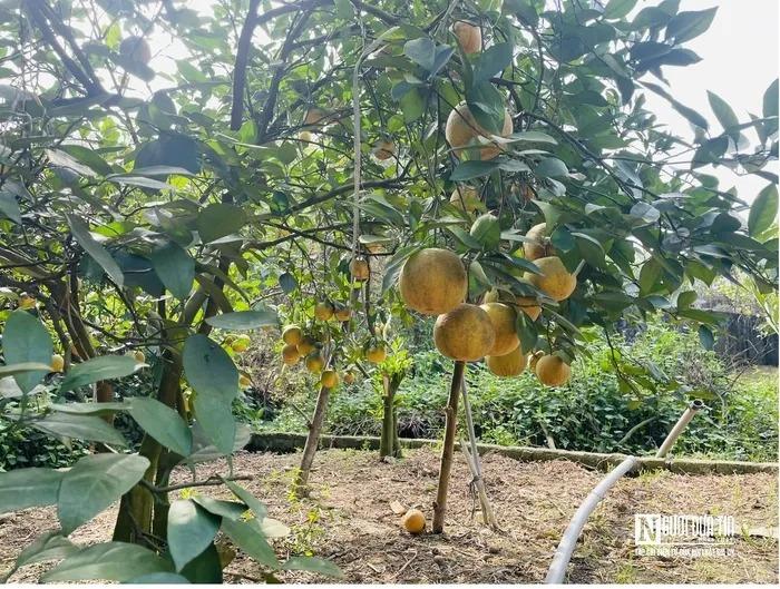 Đặc sản tiến vua rụng hàng loạt, nông dân thất thu khi Tết cận kề-6