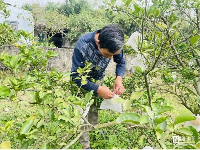 Đặc sản tiến vua rụng hàng loạt, nông dân thất thu khi Tết cận kề-8