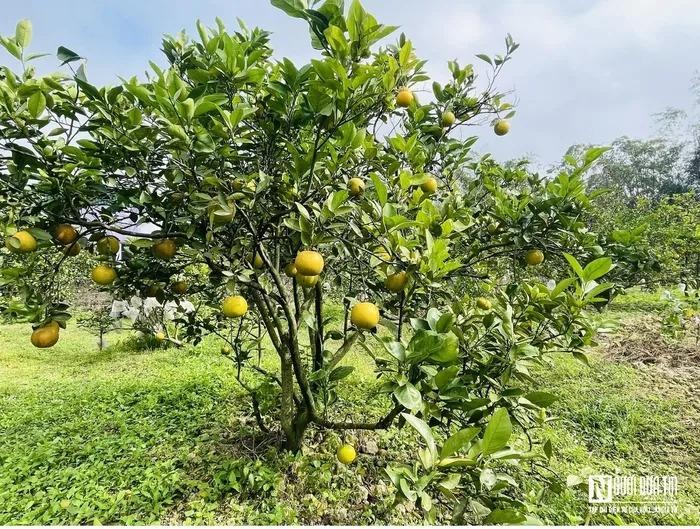 Đặc sản tiến vua rụng hàng loạt, nông dân thất thu khi Tết cận kề-9