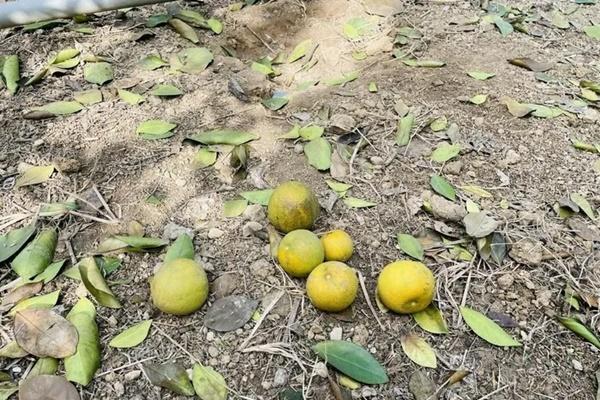 Loại đặc sản ở Cà Mau bán đắt như tôm tươi dịp Tết-7