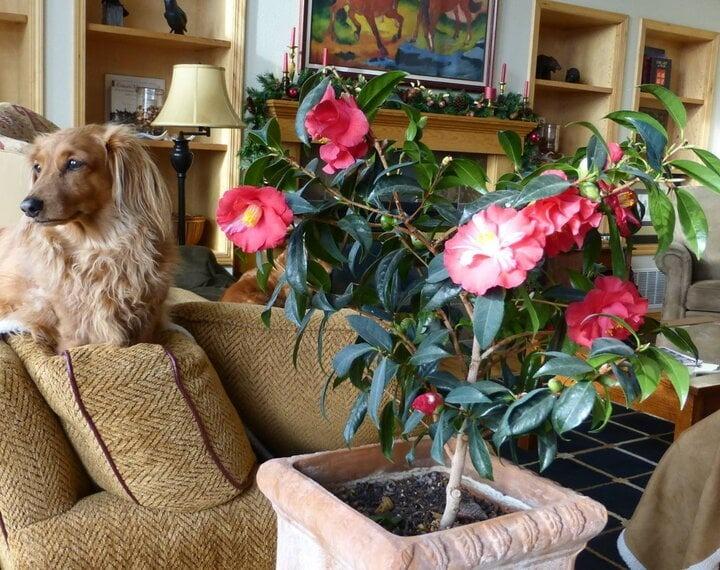 Tuyệt chiêu giúp cây hoa trà nhà bạn nở rực rỡ đúng dịp Tết-2