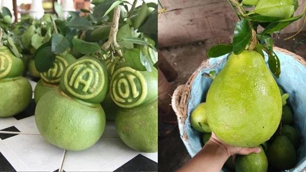 Dùng bưởi thắp hương nên chọn giống bưởi gì để thu hút tài lộc, được phù hộ giàu sang?-4